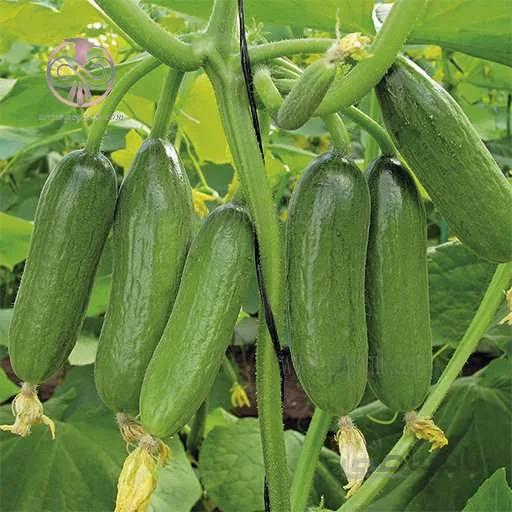 بذر خیار پر بار داووس