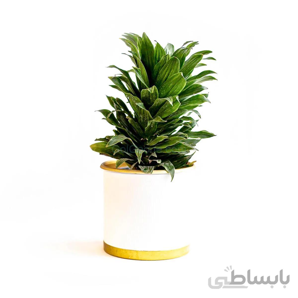 گیاه دراسنا کامپکت | سایز متوسط