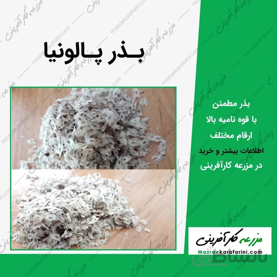بذر پالونیا-ایرانی-بسته 10 گرمی