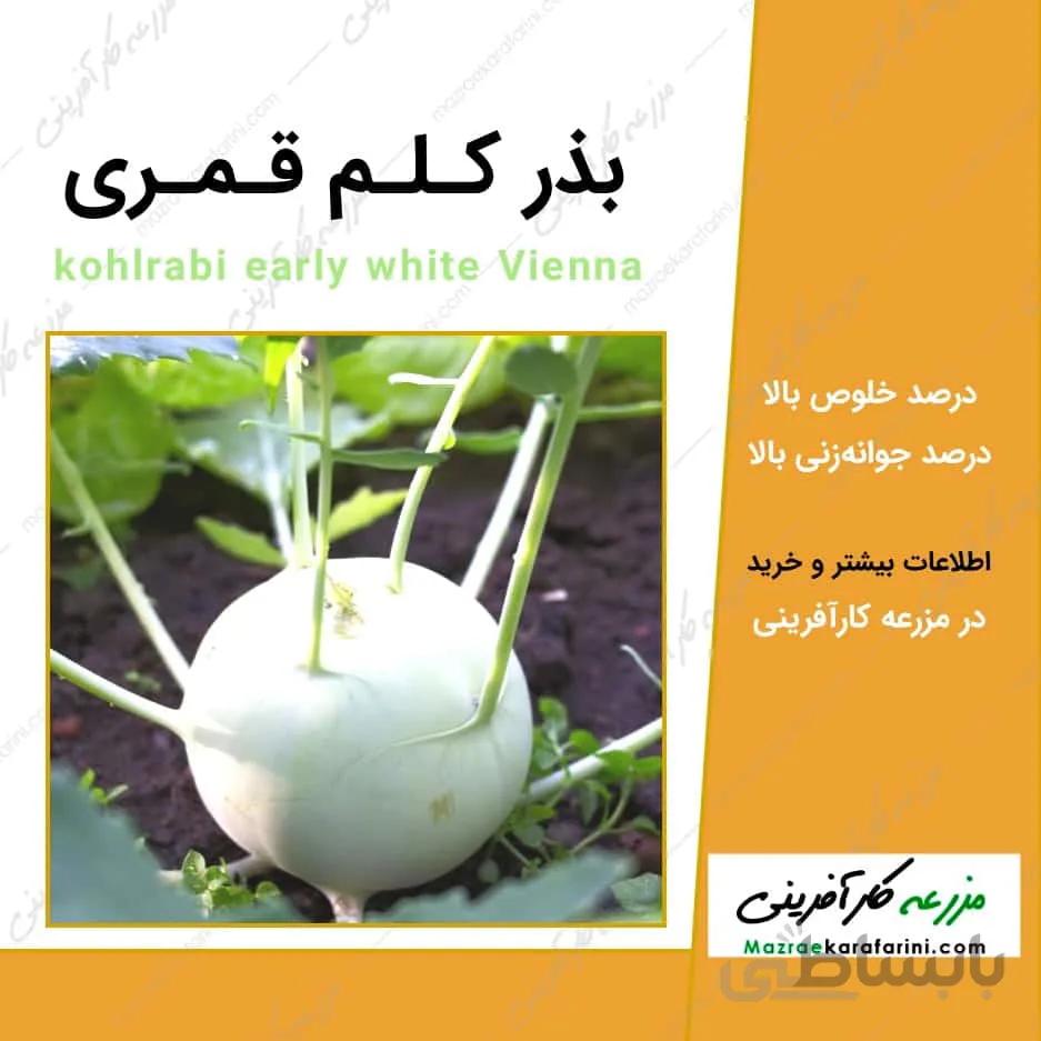 بذر کلم قمری