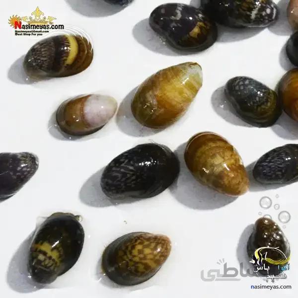 حلزون لب قرمز آکواریوم های آب شیرین