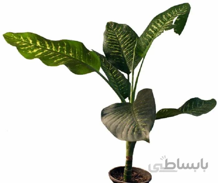 دیفن باخیا برگ پهن