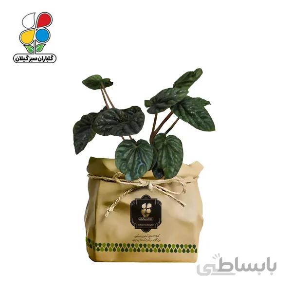 گیاه طبیعی پیله آ گلباران
