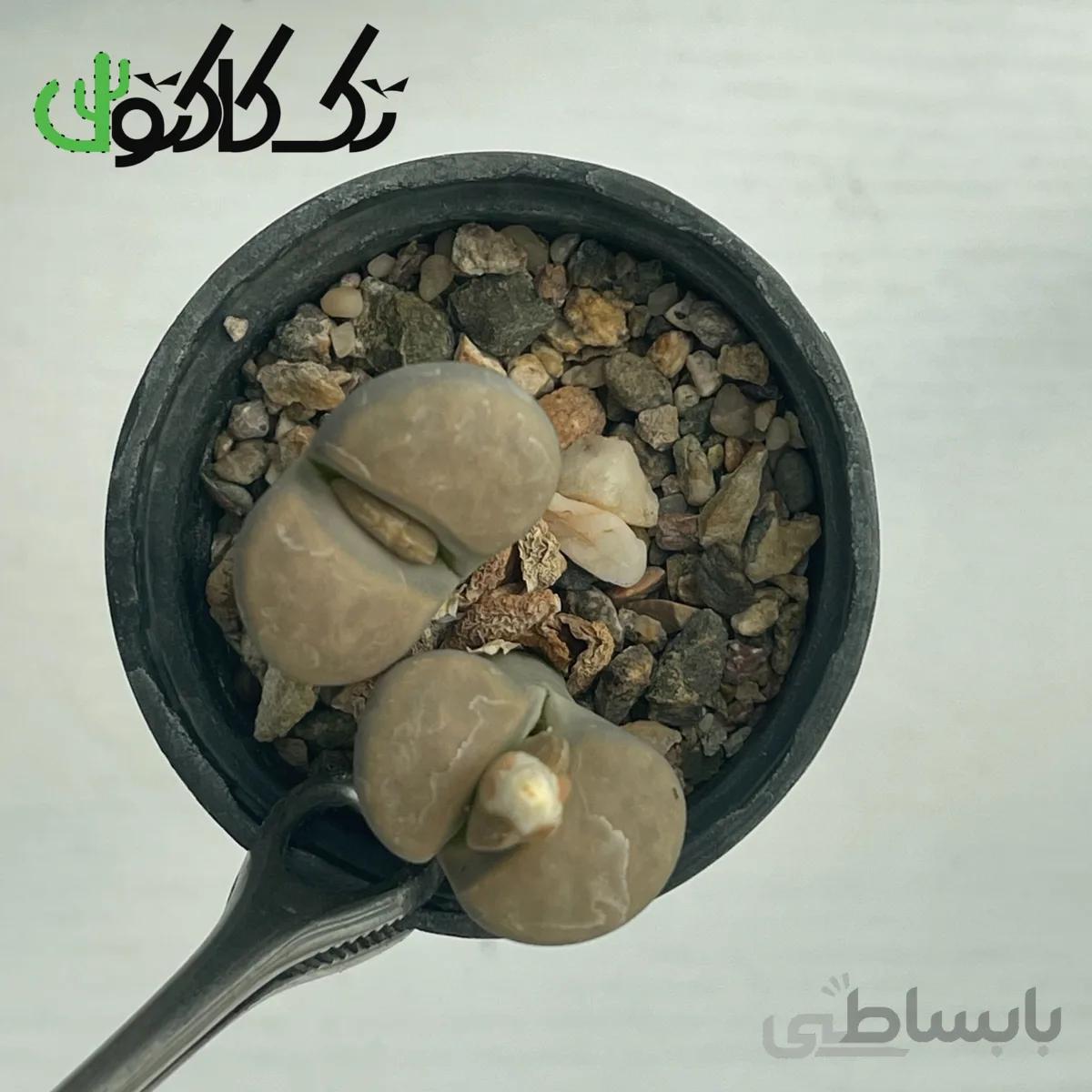 لیتوپس L0008067