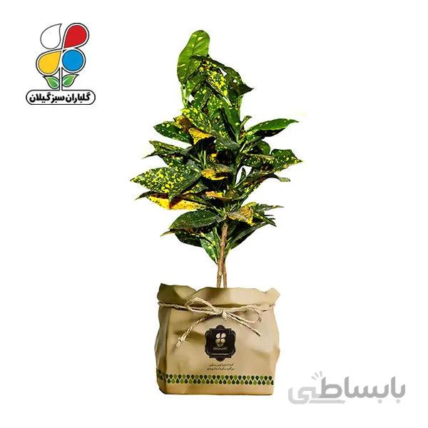 گیاه طبیعی کروتون گلباران سبز گیلان مدل GN13-7K
