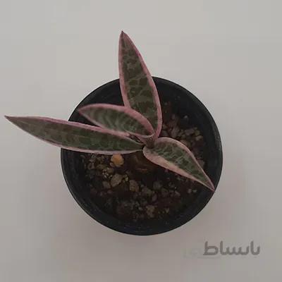 لدبوریا ابلغ بسیار نایاب