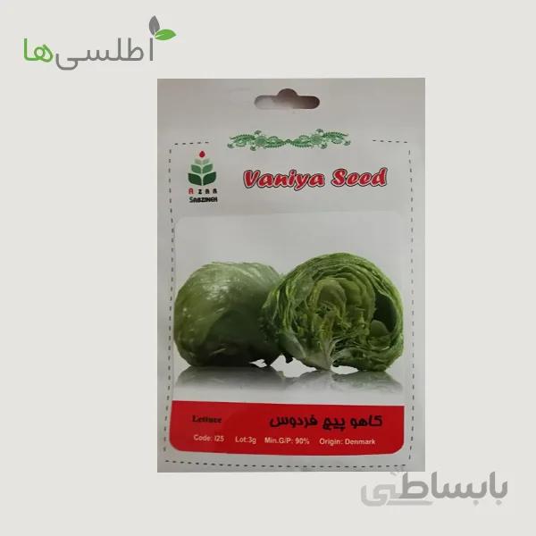 بذر کاهو پیچ فردوس