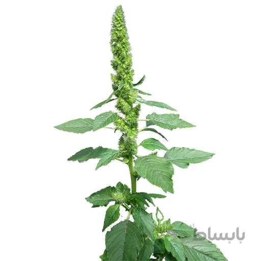بذر تاج خروس وحشی