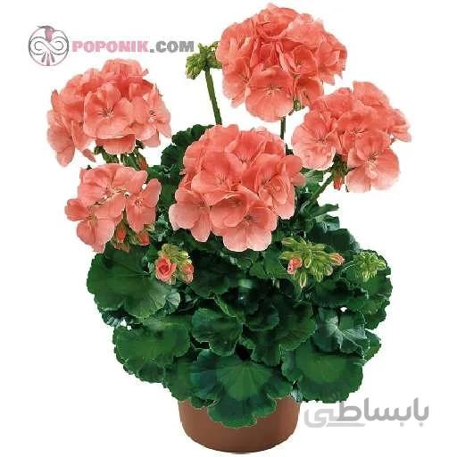 بذر گل شمعدانی گلبهی