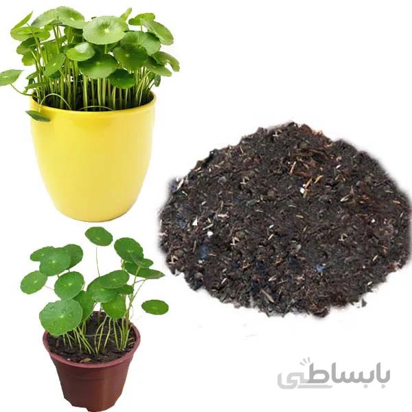 خاک مخصوص گیاه هیدروکوتیل 2 لیتری
