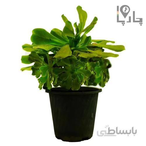 گیاه آپارتمانی آئونیوم (خورشیدی)