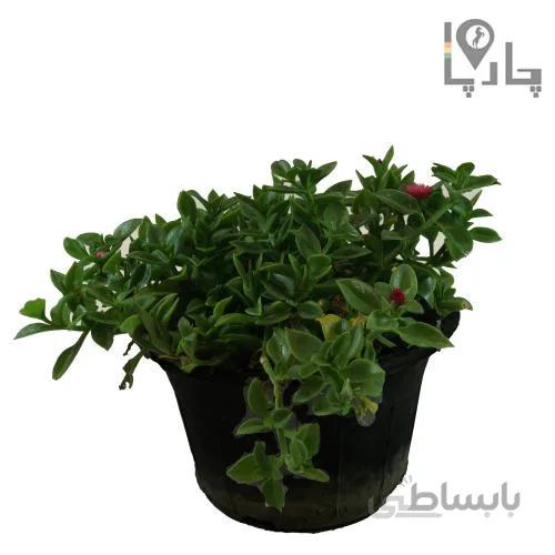 گل ناز ژاپنی