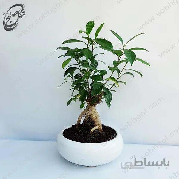 بونسای جینسینگ اصل سایز 1 طرح B-050