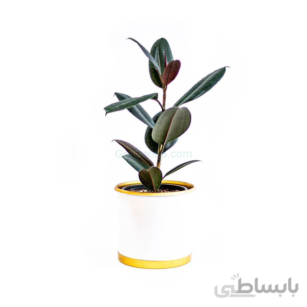 گیاه فیکوس الاستیکا بلک | سایز متوسط