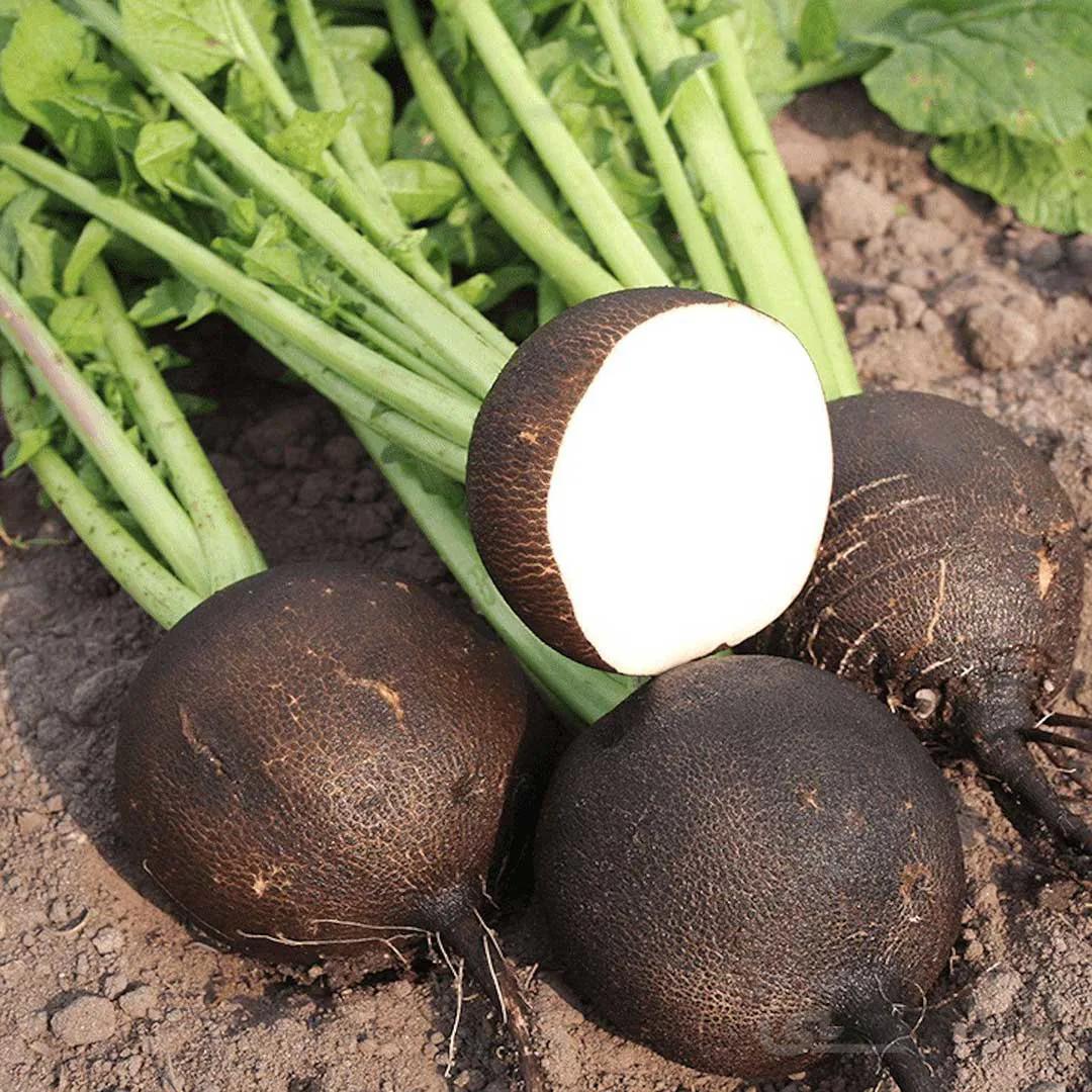 بذر ترب گرد