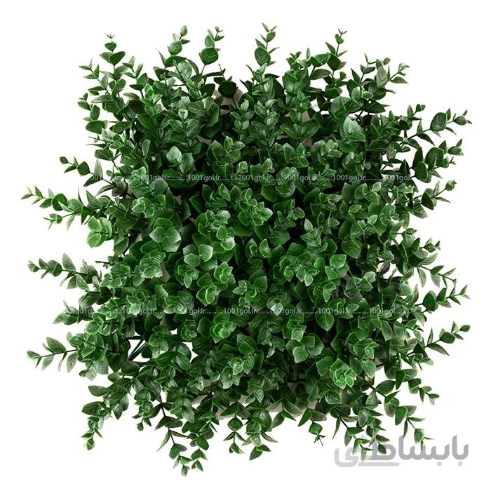 چمن دیوارپوش پونه