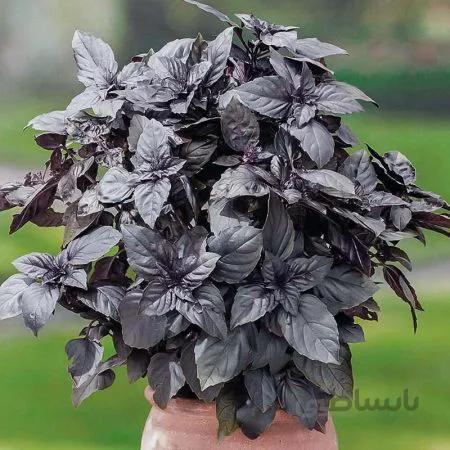 بذر ریحان سیاه بسته 30گرمی