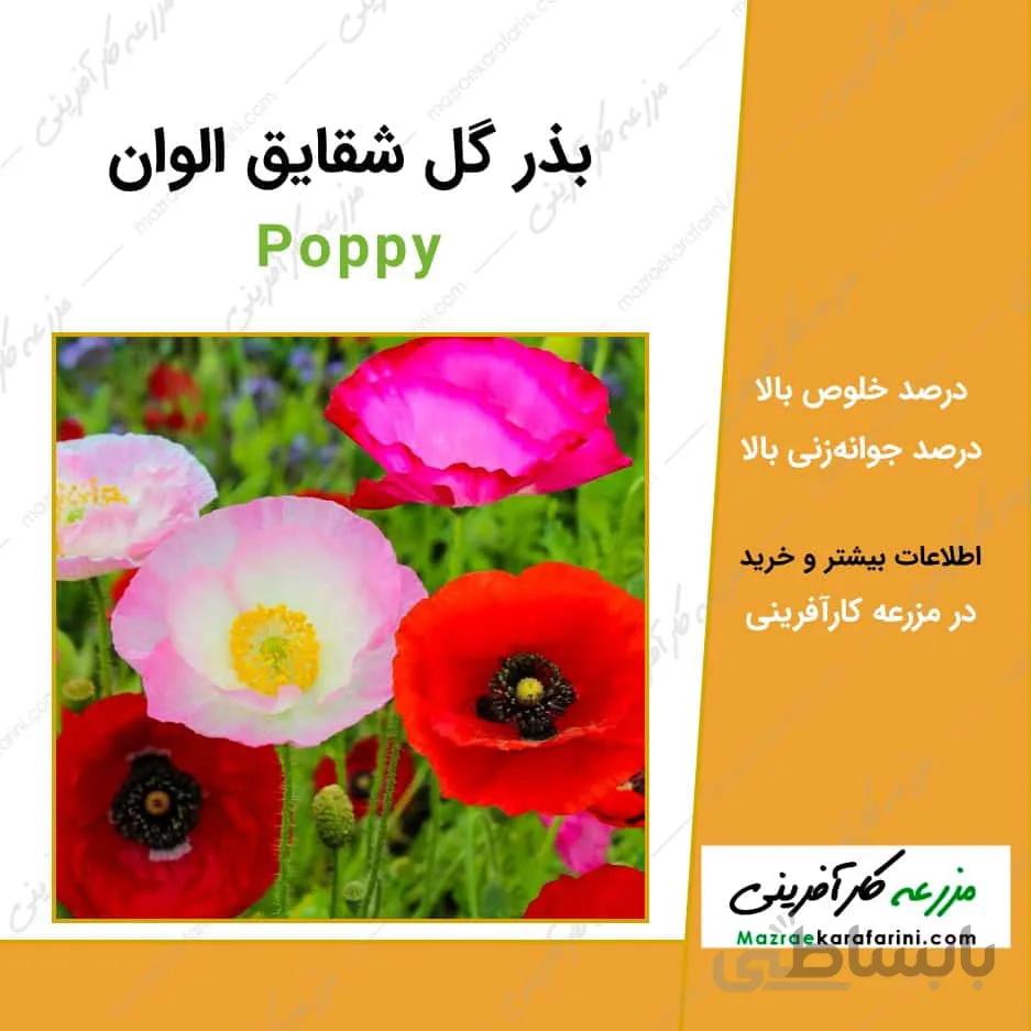 بذر گل شقایق الوان