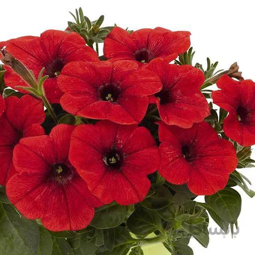 بذر گل اطلسی حنایی