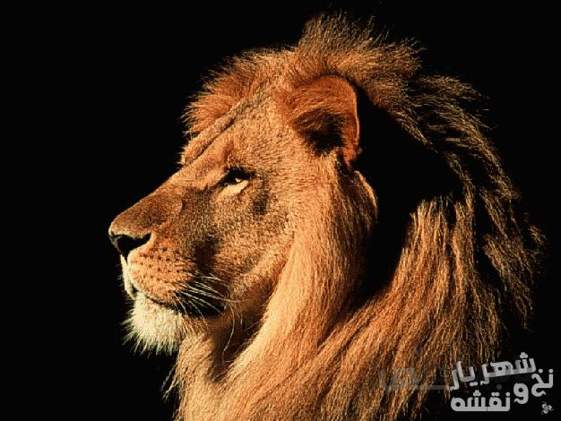 خرید نخ و نقشه تابلو فرش طرح شیر کد j-365