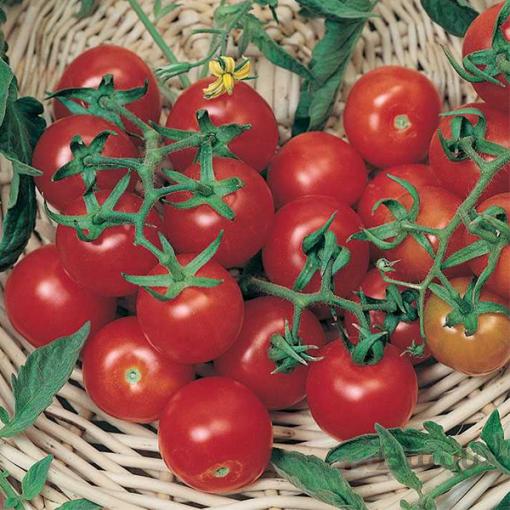 بذر گوجه فرنگی چری درشت خوشه ای بسته 50 عددی