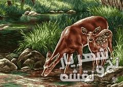 خرید نخ و نقشه تابلو فرش طرح آموزشی آهو کد j-507 | شهریارنوین