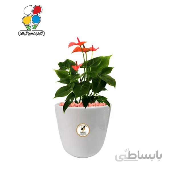 گیاه طبیعی آنتوریوم متوسط مدل GN12-20M