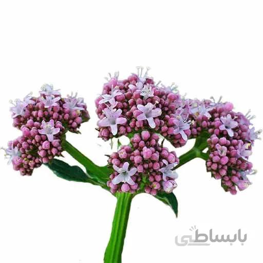 بذر سنبل الطیب