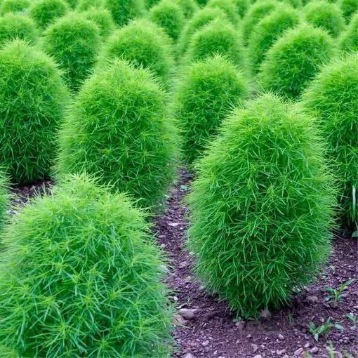 بذر جاروی زینتی آمریکایی بسته 50 عددی