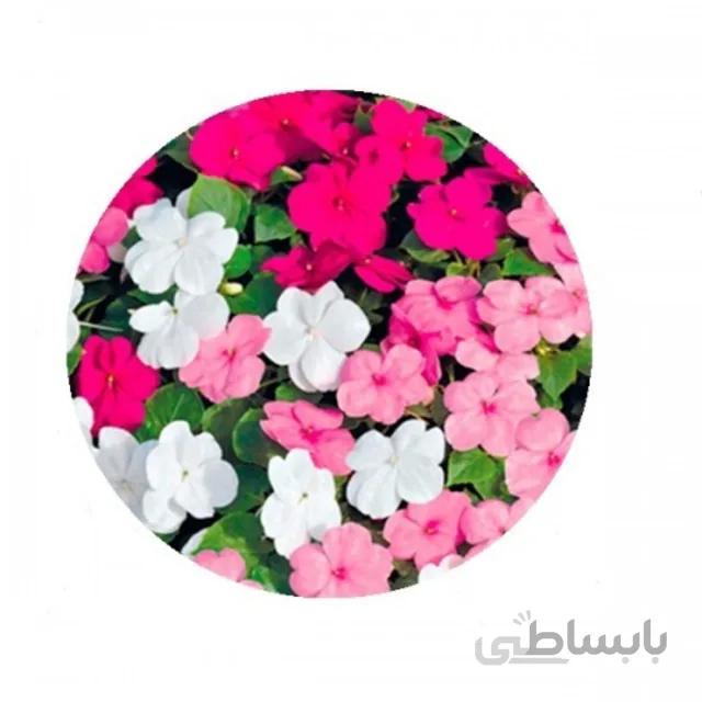 بذر گل پریوش