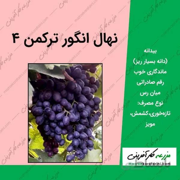 نهال گلدانی انگور ترکمن 4