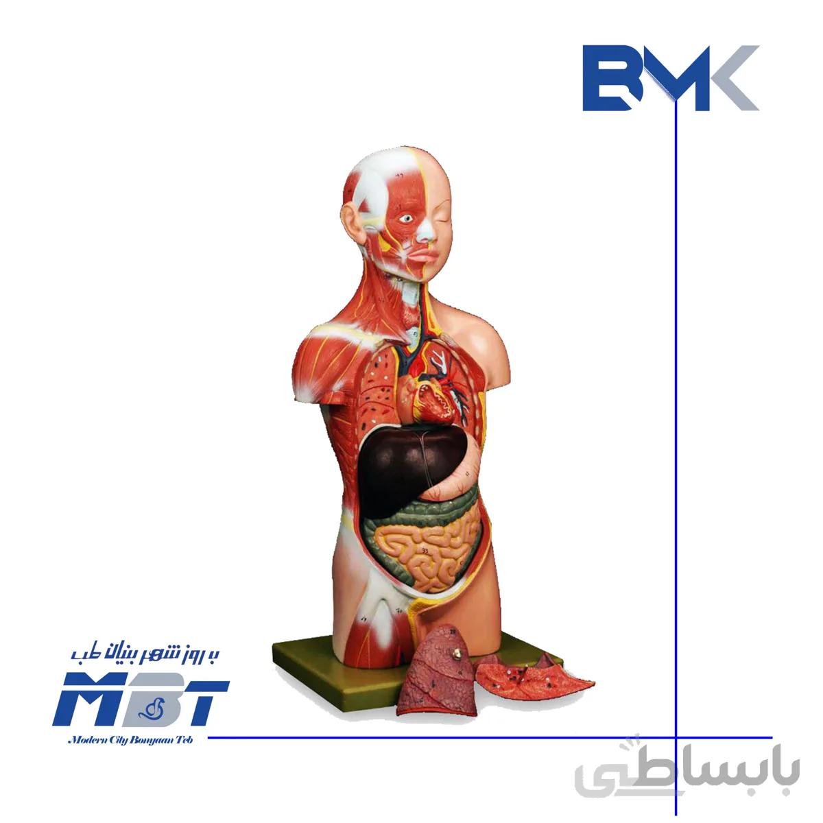 مولاژ آناتومی بدن با نمایش عضلات ماهیچه سر