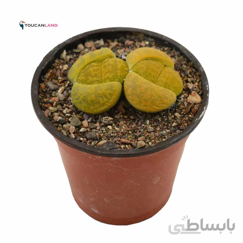 لیتوپس سبز کلکسیونی