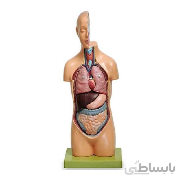 مولاژ نیم تنه انسان 1/2 ساده