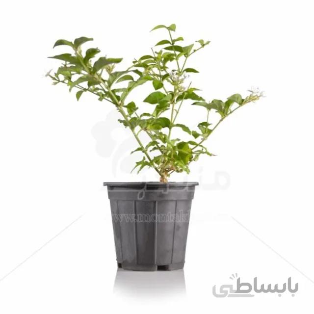 گل یاس رازقی 40 سانتی متری