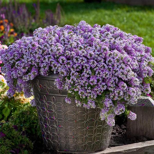 بذر گل آلیسوم بنفش ا Lobularia maritima