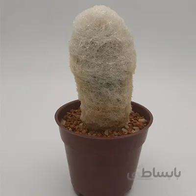 اسپستوا پر مو کیفیت عالی
