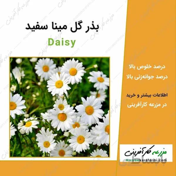 بذر گل مینا سفید