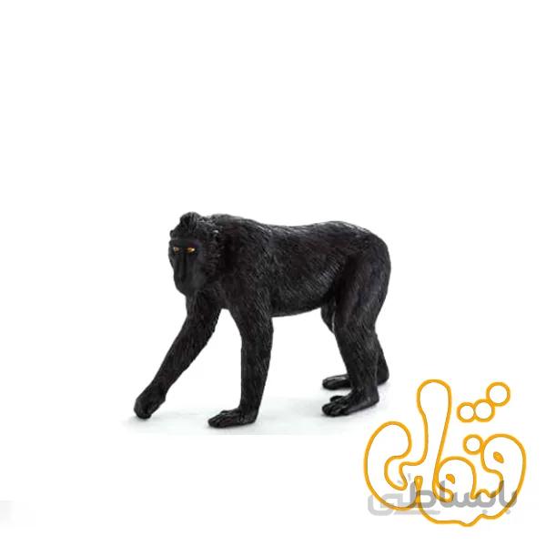 بوزینه کاکلدار سیاه Black Crested Macaque 387182