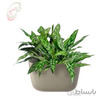خرید گل آنلاین – آگلونما ماریا