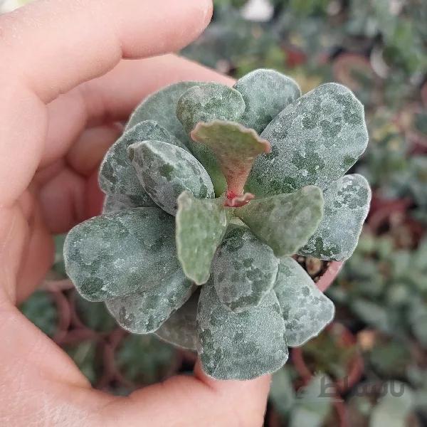 آدرومیشوز خالدار