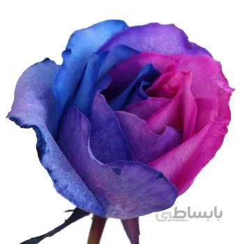 رز رنگی