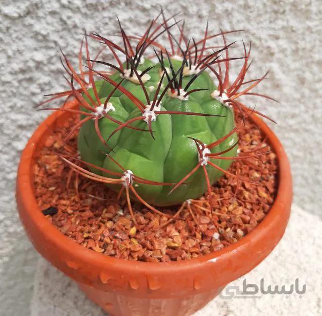 کاکتوس ژیمنو درشت با کیفیت