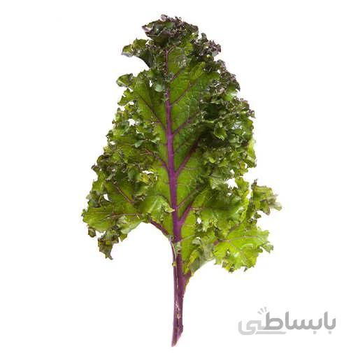 بذر کلم کیل قرمز روسی