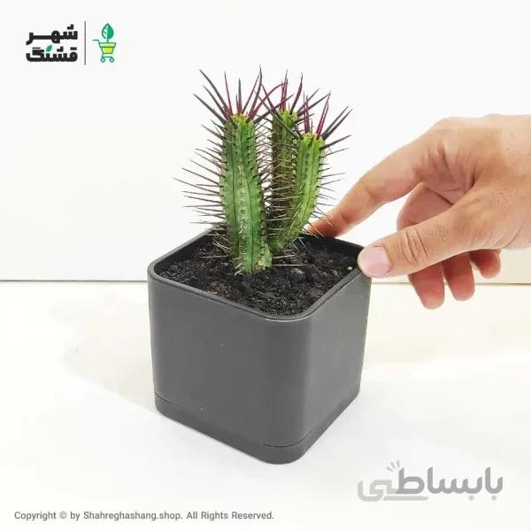 کاکتوس افوربیا انوپلا