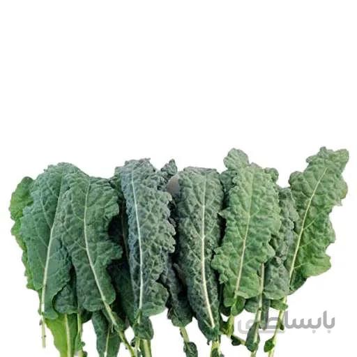 بذر کلم کیل علوفه برتر