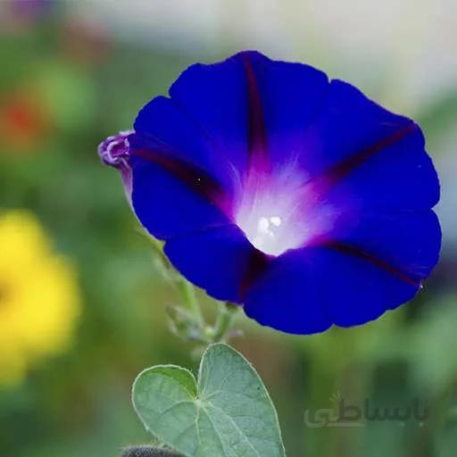 بذر گل اطلسی ابی