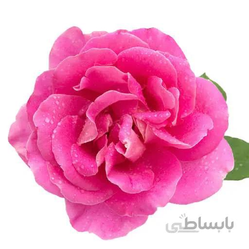 بذر گل محمدی