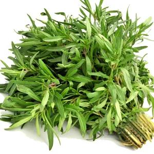 بذر مرزه اصلاح شده