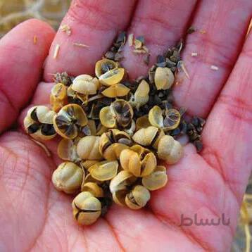 بذر اسپند بسته ۱۰ گرمی